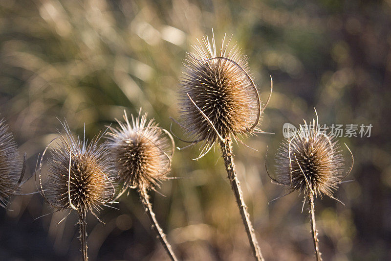 共同的剧院，完全的Dipsacus fullonum